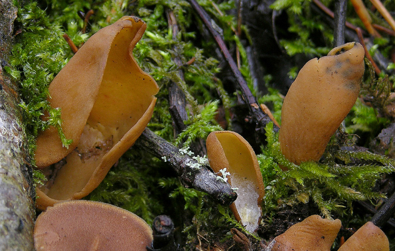 Funghi di sabato 08 novembre.